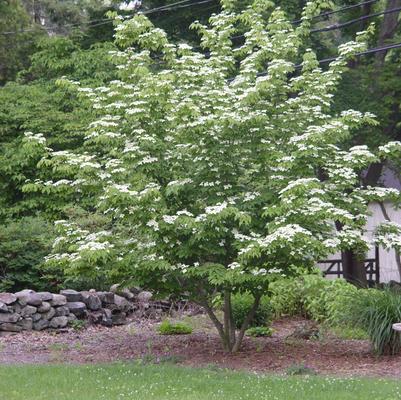 Cornus kousa