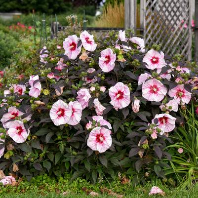 Hibiscus x Summerific® Cherry Choco Latte