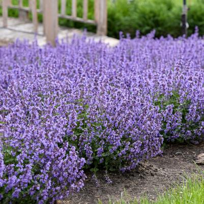 Nepeta x 'Cat's Pajamas'