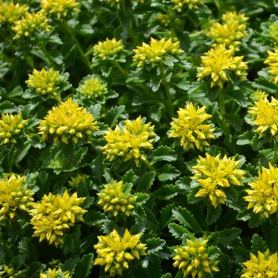 Sedum x 'Little Miss Sunshine'