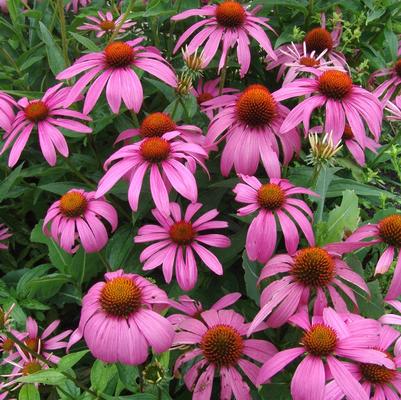 Echinacea purpurea