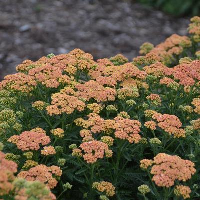 Achillea x 'Firefly Peach Sky'