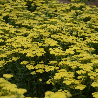 Achillea x 'Firefly Sunshine'