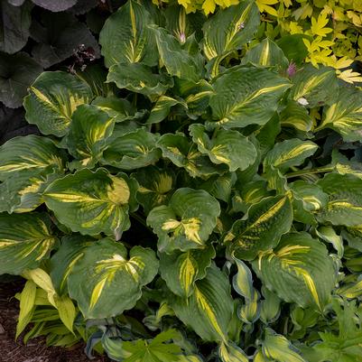 Hosta x 'Lakeside Paisley Print'