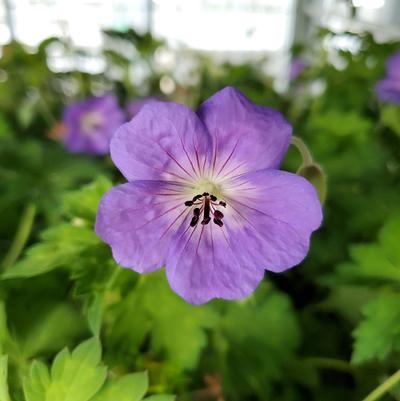 Geranium x Rozanne