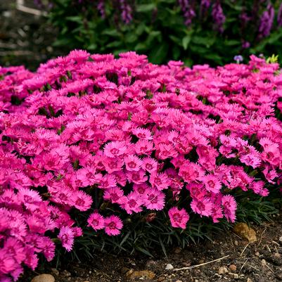 Dianthus x 'Paint the Town Fancy'