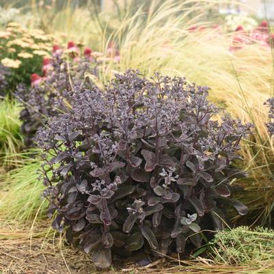 Sedum x Rock 'N Grow® 'Back in Black'