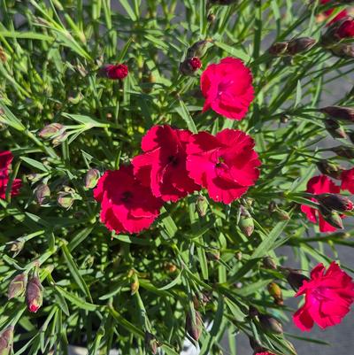 Dianthus x 'Paint the Town Red'