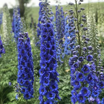 Delphinium x New Millennium™ 'Blue Buccaneers'