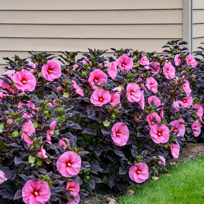 Hibiscus x Summerific® Edge of Night