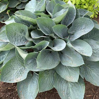 Hosta x Shadowland® 'Above the Clouds'
