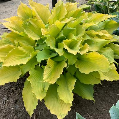 Hosta x Shadowland® 'Echo the Sun'