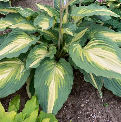 Hosta x Shadowland® 'Love Story'