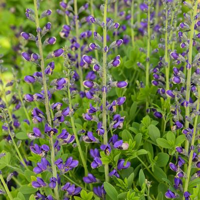 Baptisia x DECADENCE® Decadence® 'Periwinkle Popsicle'