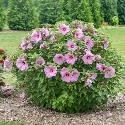 Hibiscus x Summerific® Lilac Crush