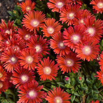 Delosperma x KALEIDOSCOPE™ 'Dancing Embers'