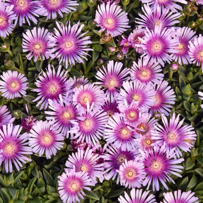 Delosperma x KALEIDOSCOPE™ 'Pink Radiance'