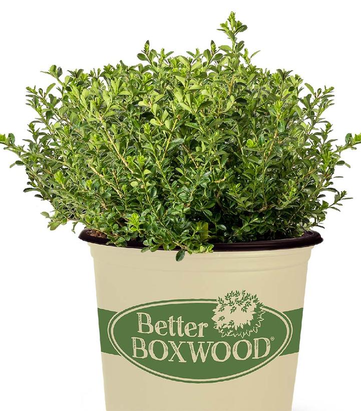 Buxus x Renaissance™