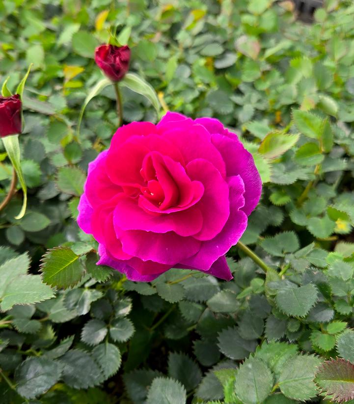 Rosa Showpiece™ Purple
