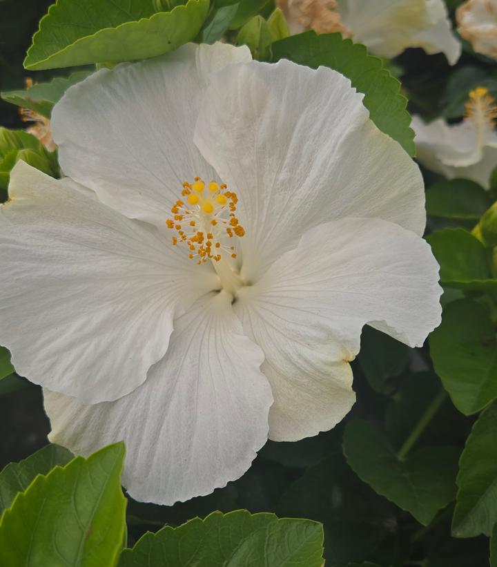 Hibiscus rosa-sinensis Hollywood Hibiscus® Earth Angel™