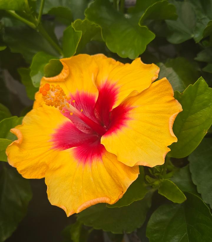 HIbiscus rosa-sinensis Hollywood Hibiscus® Rico Suave™