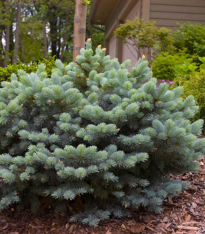 Picea pungens 'Glauca Globosa'