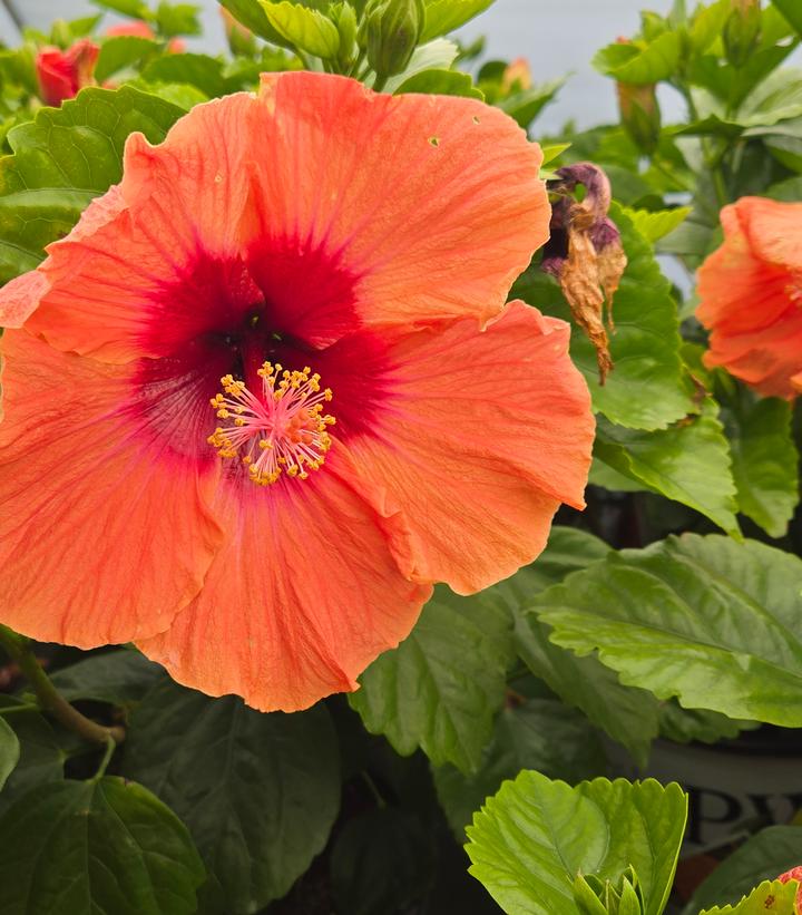 HIbiscus rosa-sinensis Hollywood Hibiscus® Disco Diva™