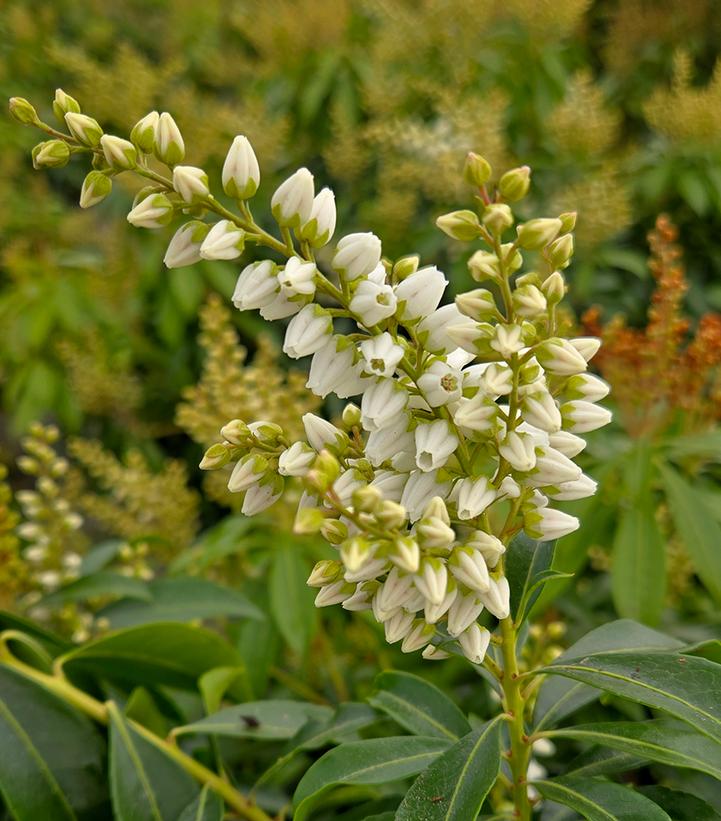 Pieris japonica Enchanted Forest® River Run™