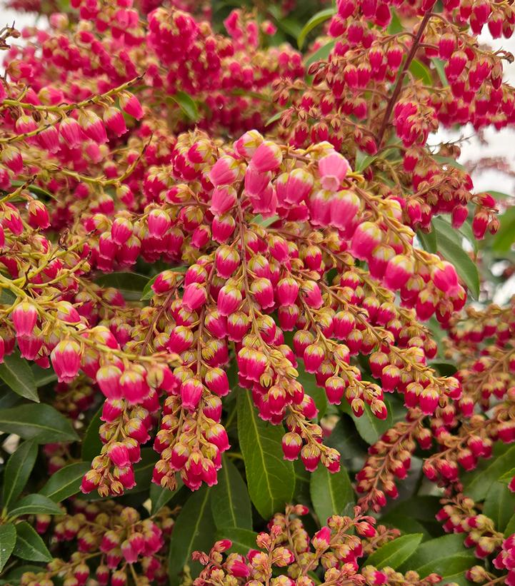 Pieris jap. Passion Party™ 'Passion'