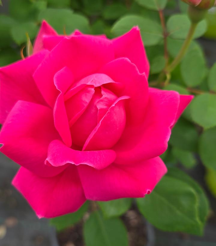 Rosa Knock Out® Double Pink Knock Out®