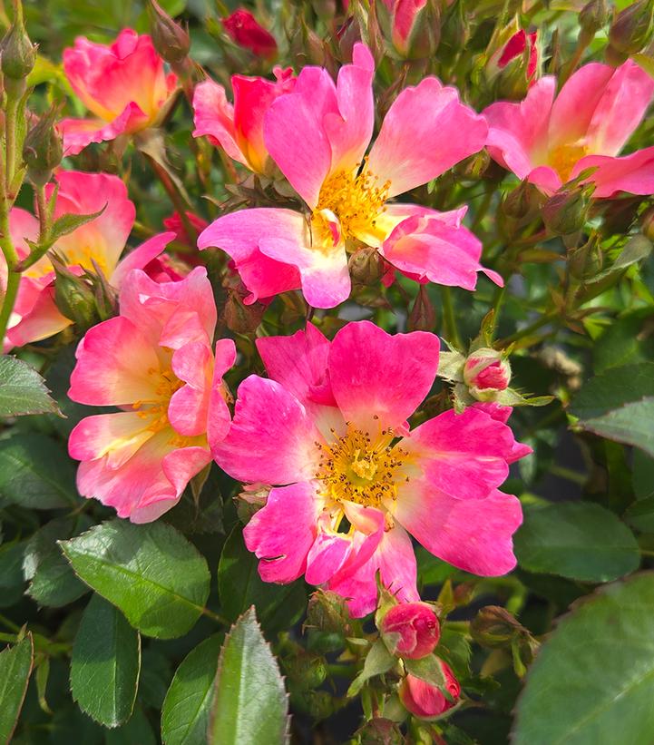 Rosa Pink Drift®
