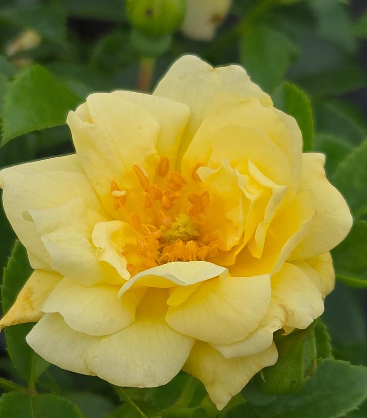 Rosa Flower Carpet- Yellow