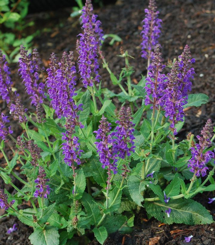 Salvia nemorosa 'May Night'