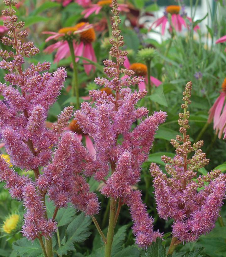 Astilbe chinensis 'Visions'