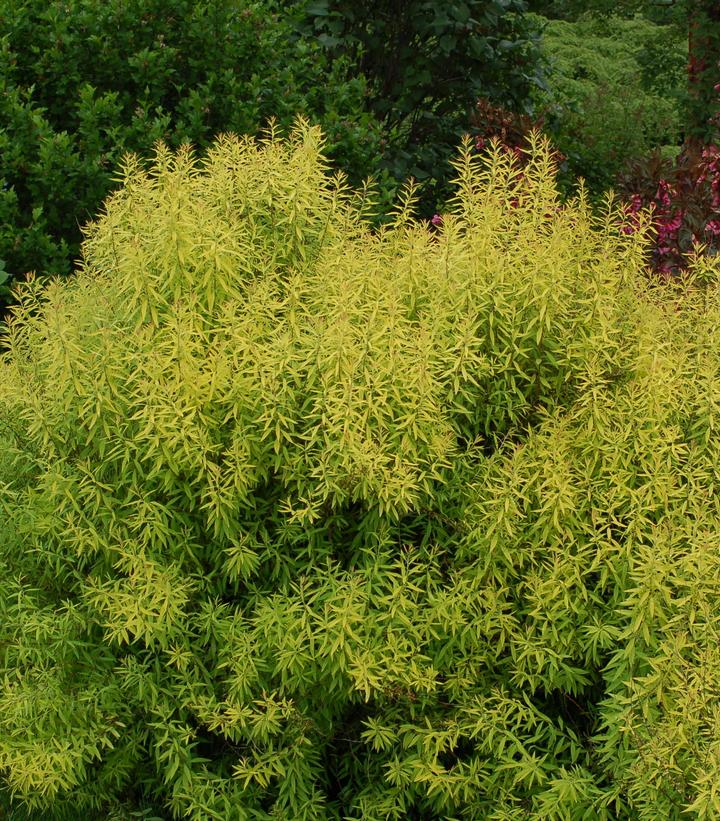 Spiraea thunbergii Mellow Yellow™