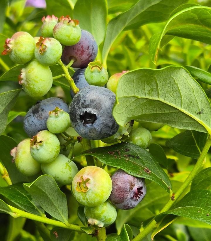 Vaccinium corymbosum 'Blueray'