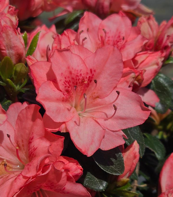 Azalea 'Blaauws Pink'