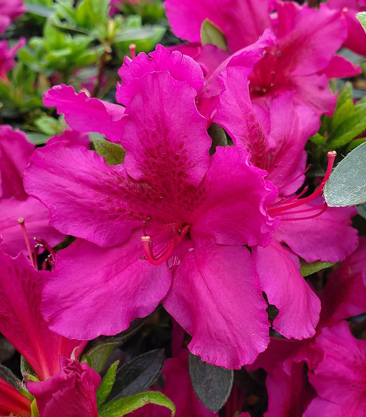 Azalea 'Girard's Fuchsia'