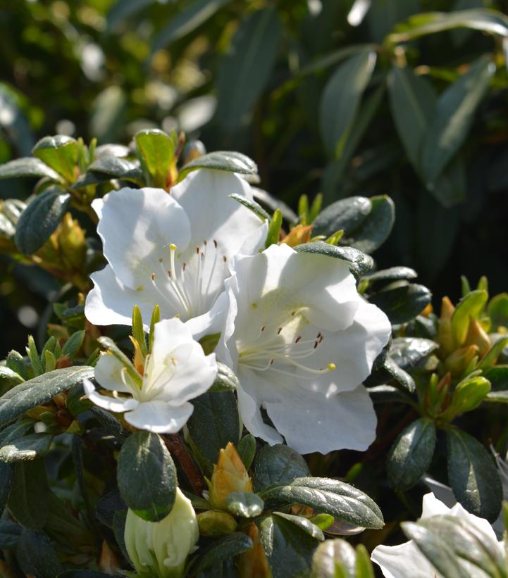 Azalea x 'Girard's Pleasant White'