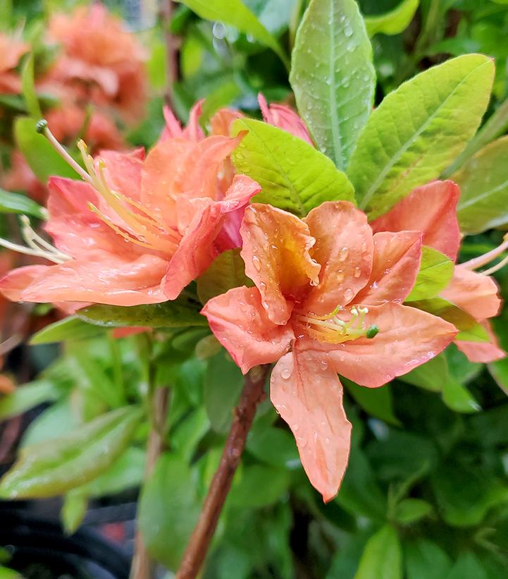 Azalea x Northern Lights 'Mandarin Lights'