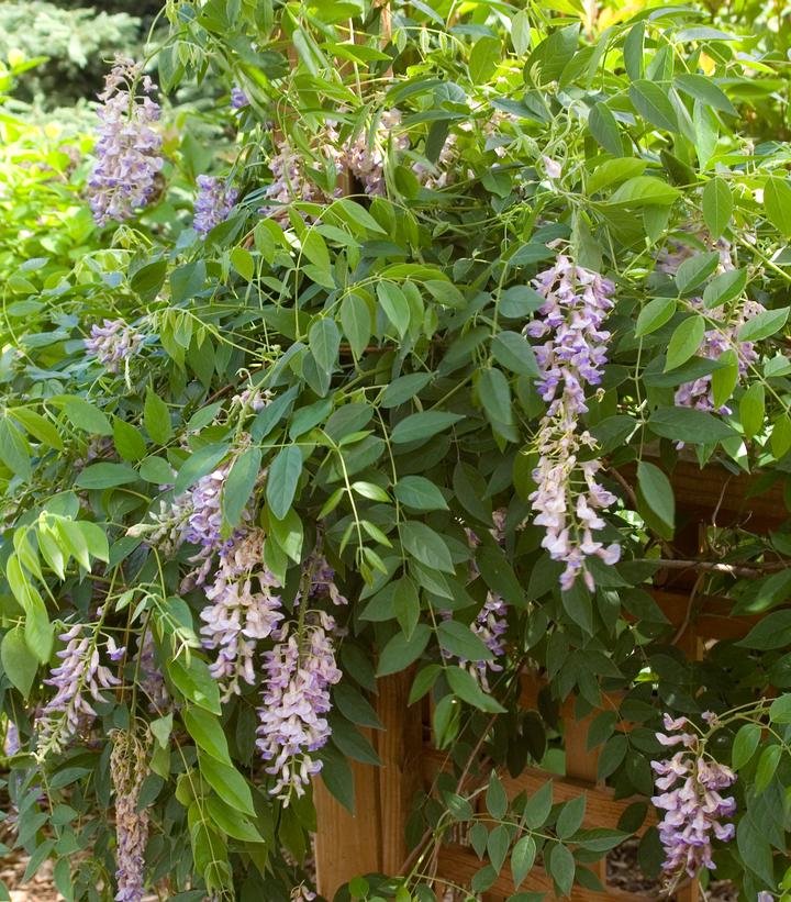 Wisteria macrostachya Summer Cascade™