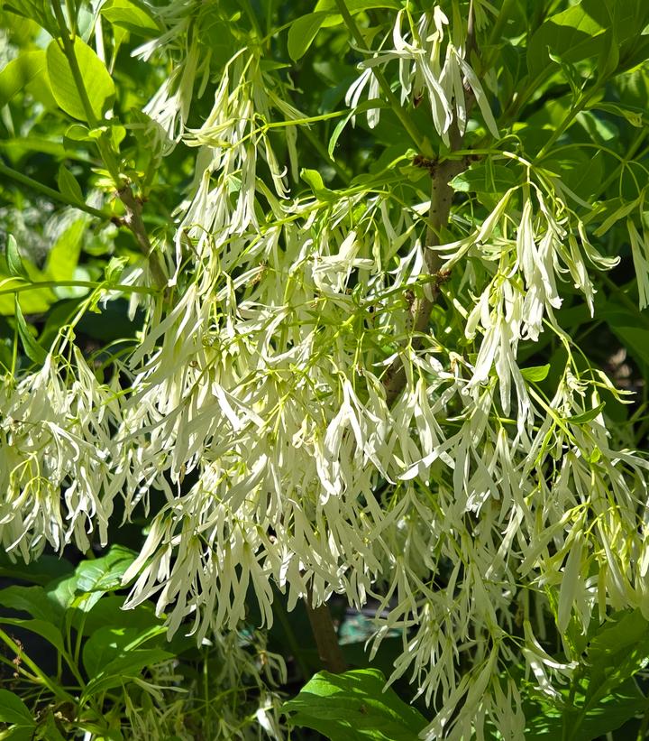 Chionanthus virginicus