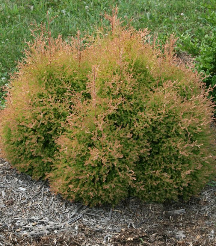 Thuja occidentalis Fire Chief™