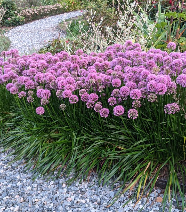 Allium x 'Millenium'