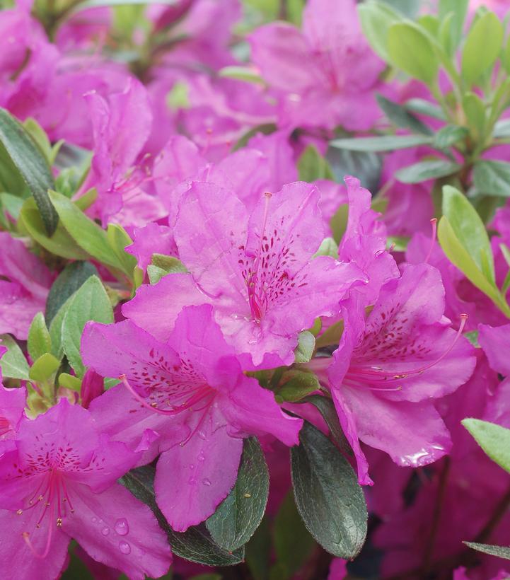 Azalea x 'Karen'