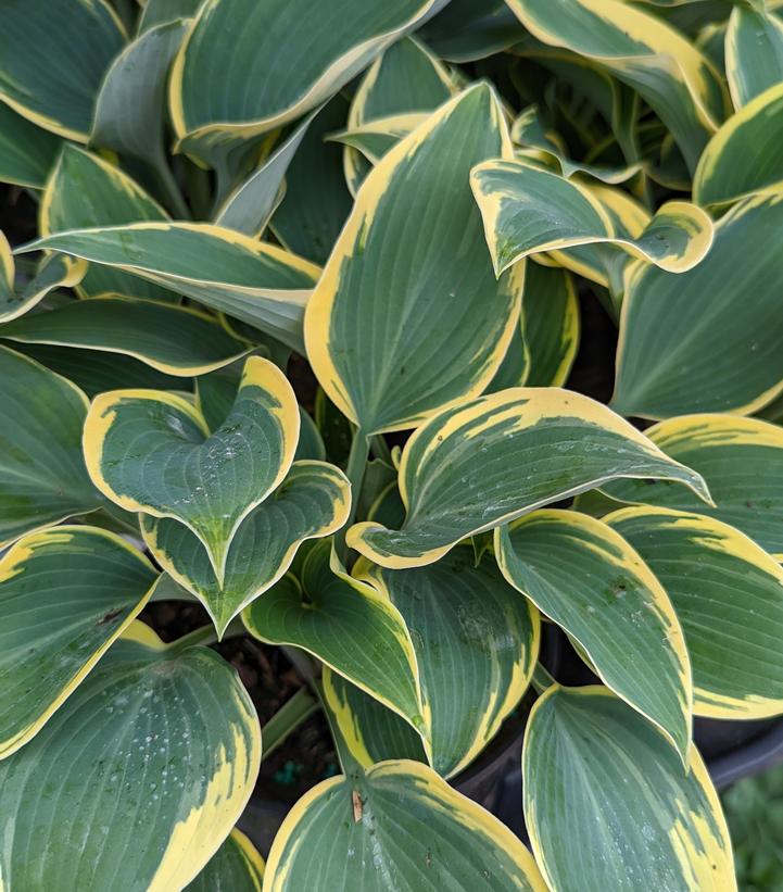 Hosta First Frost