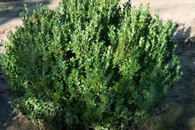 Buxus sempervirens x sinica var. insularis 'Green Mountain'