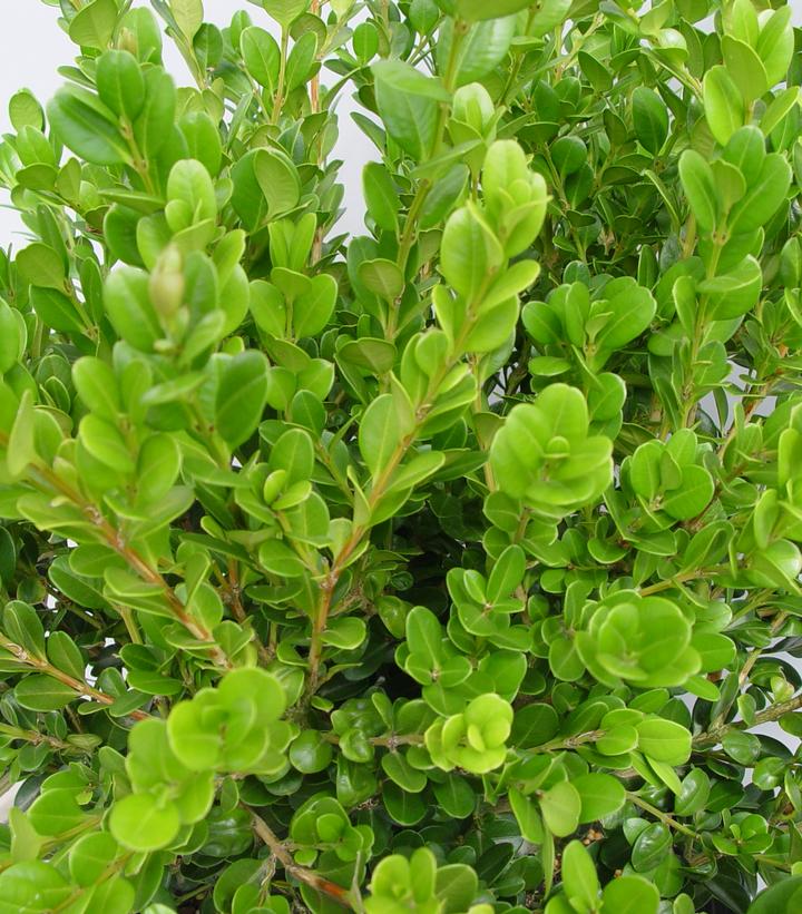 Buxus microphylla var. japonica 'Winter Gem'