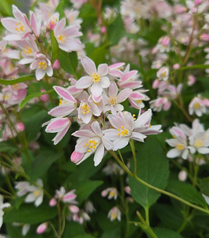 Deutzia x Yuki Cherry Blossom®