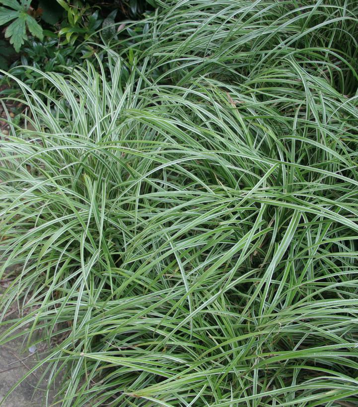 Carex morrowii Silver Sceptre